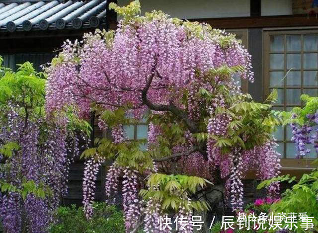 3种“爬墙”植物，种在院子里，就是天然“背景墙”，漂亮又好养