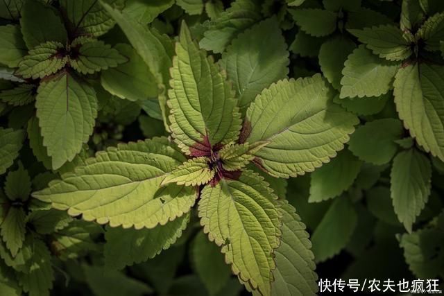 紫苏叶子|紫苏:在农村没人当回事,在食谱中却大有价值,还是天然防腐剂