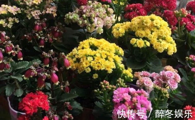 邻居在阳台养30盆长寿花,阳台天天都是“花海”,人见人夸