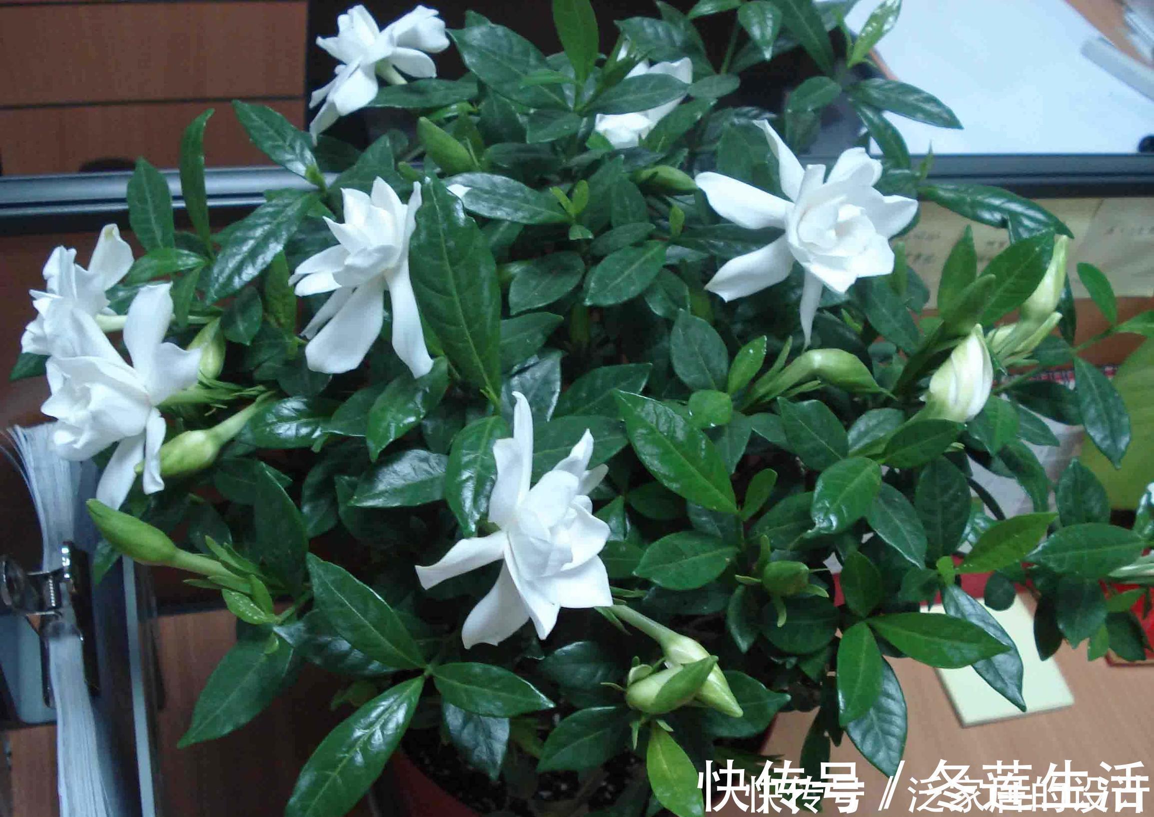 药片|养花浇水放个小药片，比施肥还管用，猛开花，不黄叶