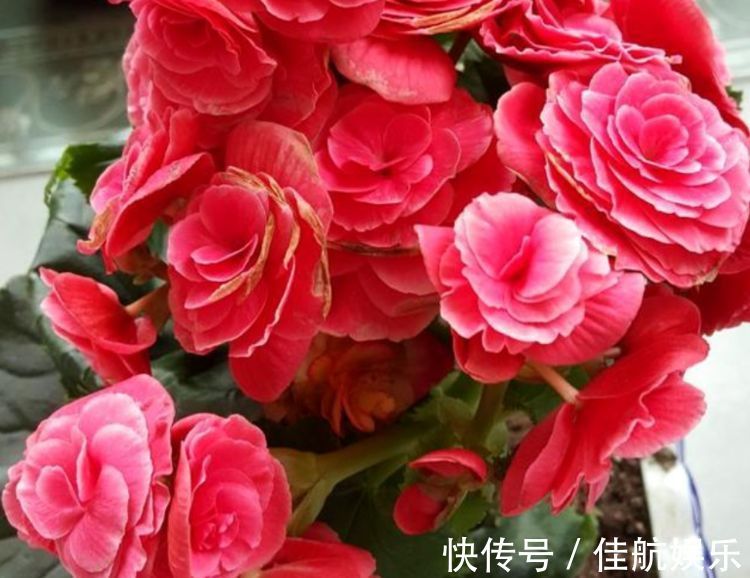 喜欢在家中养护花卉,就选择长势茂盛,花色艳丽,开花繁多的花卉