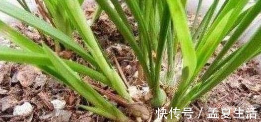 旺盛|这些“硬”东西埋在花盆里,从不烂根,越养越旺盛