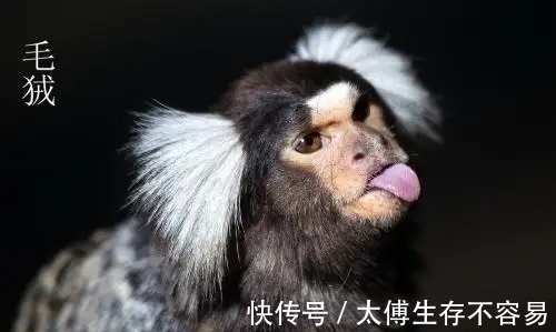 南美洲&《山海经》中“人面兽”现身南美洲,长相软萌,引无数专家前往