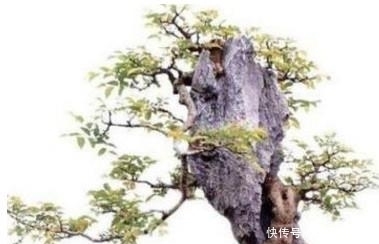 盆景新桩的栽培应该注意什么赶紧看看!