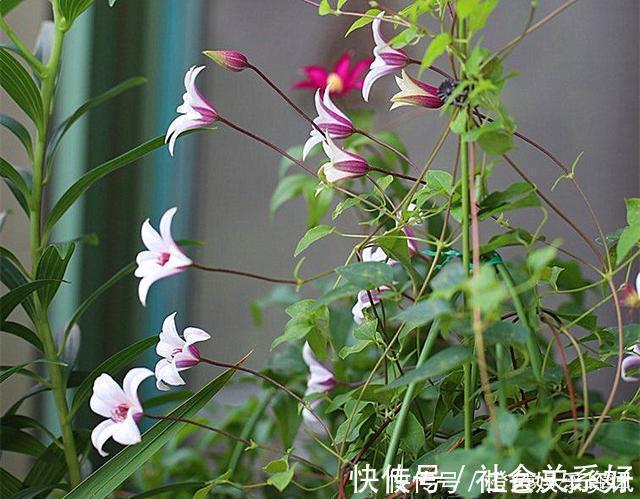 铃铛|最好养的铁线莲,不“立枯”,花期长,开到深秋都不停