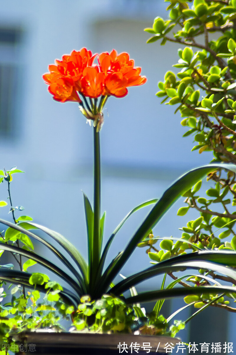 5种漂亮的花,适合养在家里,好养又吉祥,光照少一些也能长得好