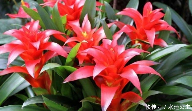 家养“3种花”,花大色艳花期长,盛开时繁花似锦,花色美轮美奂