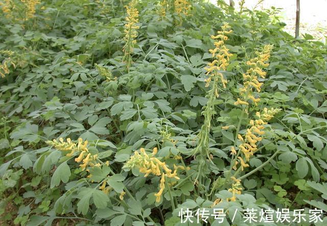 此种“野草”有臭味,却比“卷柏”值钱,放阳台晒2天,1斤卖80元