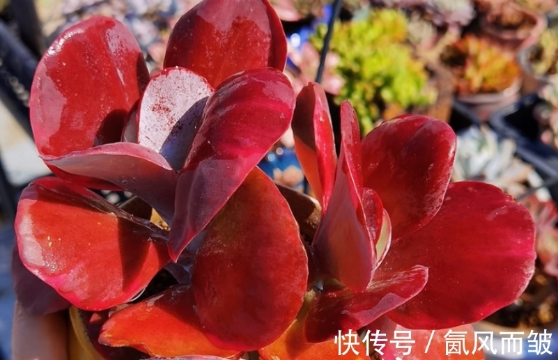 肉友|在北方养得红红火火非常漂亮的“肉肉”植物，在南方也能养吗？