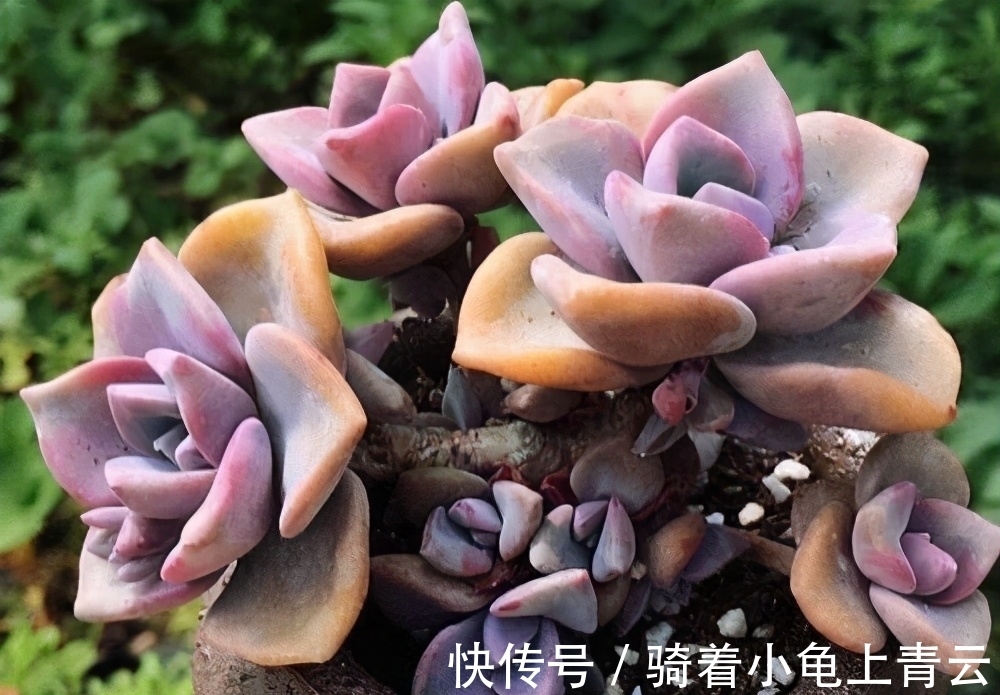 彩虹糖|多肉彩虹糖,精致版的紫乐,容易上色喜欢群生,新手也可以放心养