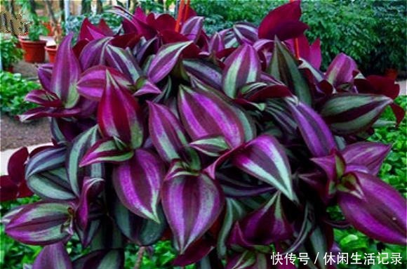 最好养的“草”，比“绿萝”长得快，房间再小也要养盆它，特漂亮！