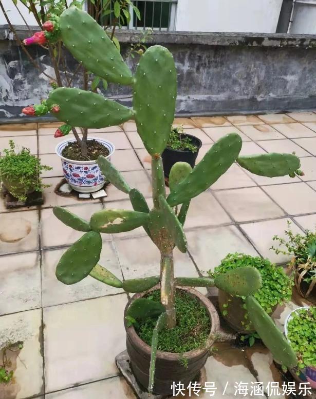 观叶型|这3款植物虽其貌不扬,室内盆栽,却能让家里变成“天然氧吧”