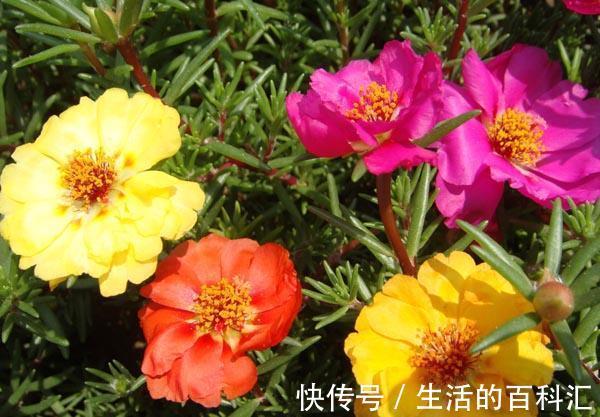养花|养花试试这几款,花量大,养护简单,是夏天比较受欢迎的花卉