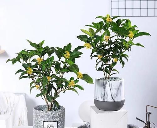 植物|古代的“大户人家”都喜欢养这10种植物,家里养几盆,富贵吉祥旺家宅,你家养了吗