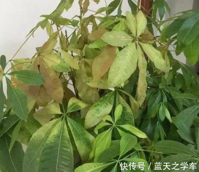 了解发财树的“三喜三怕”,少黄叶烂根,再也不说它难养!