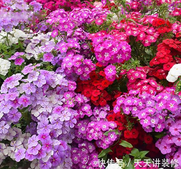 有个小院子,定要种上2种漂亮花,开出一片花海,美极了