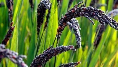 女性不想显老，不妨多吃3种食物，美颜抗衰，淡化皱纹，早吃早好