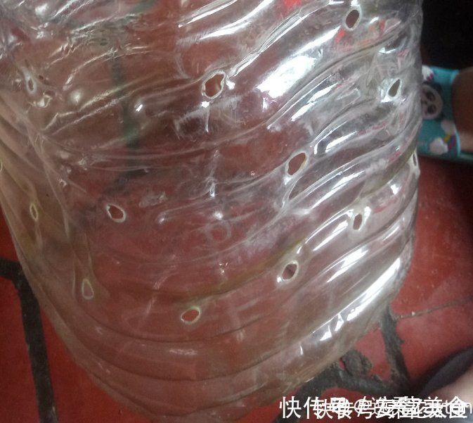 家里的油桶不要扔,拿来种菜养花,省钱又好用