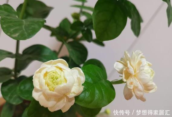  肥料|11月茉莉停止生长，记住“3不能”，让它安稳过冬，长芽就开花！