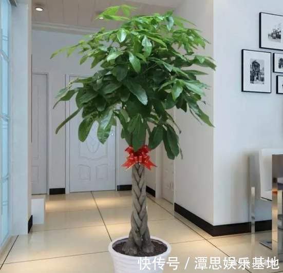 浇水|5种“旺财花”，建议客厅养一盆，净化空气，格调高雅上档次