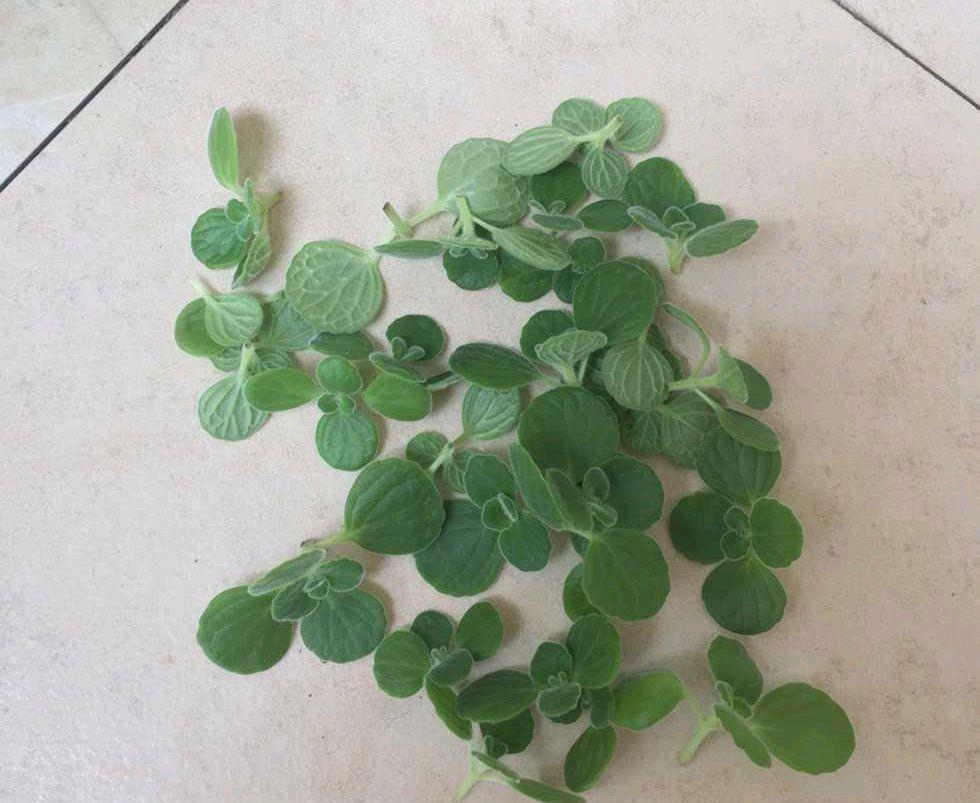 春天养盆它,可爱又芳香,提神醒脑,找个枝条扦插即活