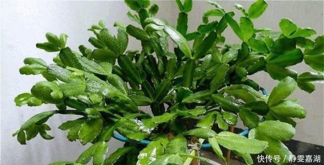 蟹爪兰,7、8月要“静养”,3件事别做,不然叶子薄又红