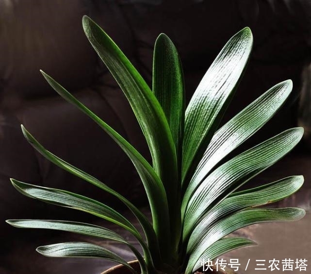 小伟教你如何让君子兰快速的生长