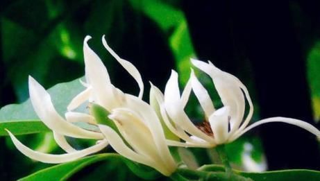 新手|此花堪比空气净化器，比桂花香8倍，沾土就活，新手都能养爆盆