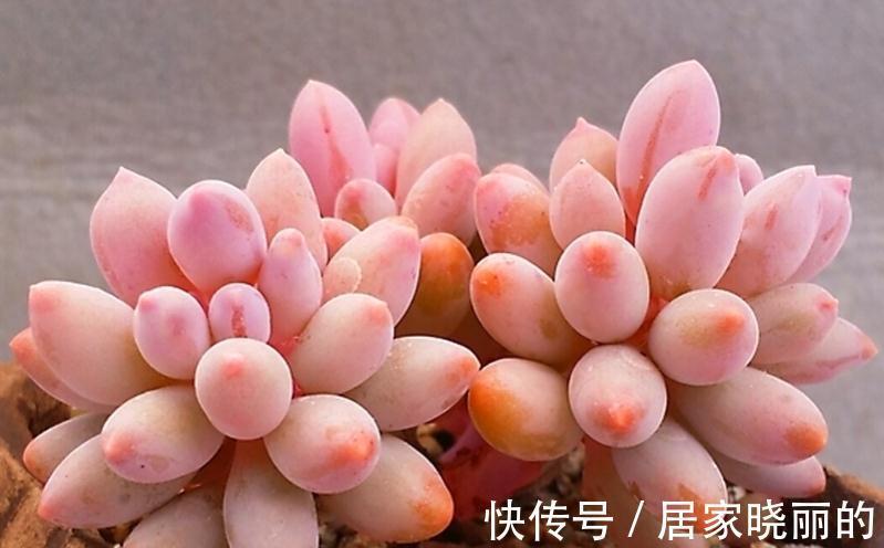 夏季|多肉婴儿手指养出状态叶色粉嫩不输桃蛋，但度夏也是老大难