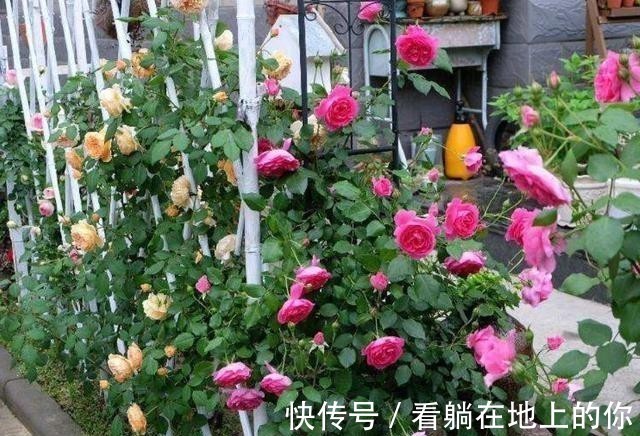 观赏性|这几种花观赏性强爱开花，花期长花量大，养在家里赏花好