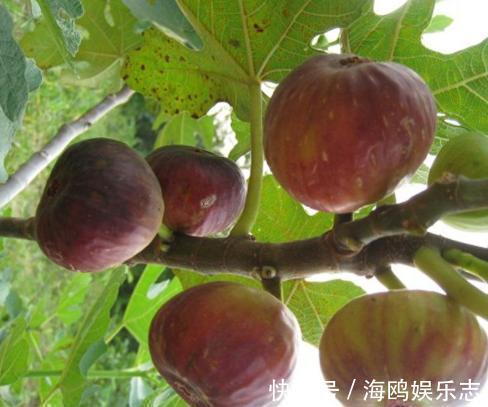 土壤|不花钱种出“无花果”,一周就生根,来年枝头挂满果!