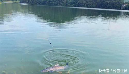 截口|钓不同的鱼,用不同的浮漂,浮漂如何选用?看看老钓友怎么说