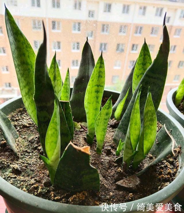 这5种花叶子落地便生根,趁现在抓紧繁殖,一个月长成小盆栽