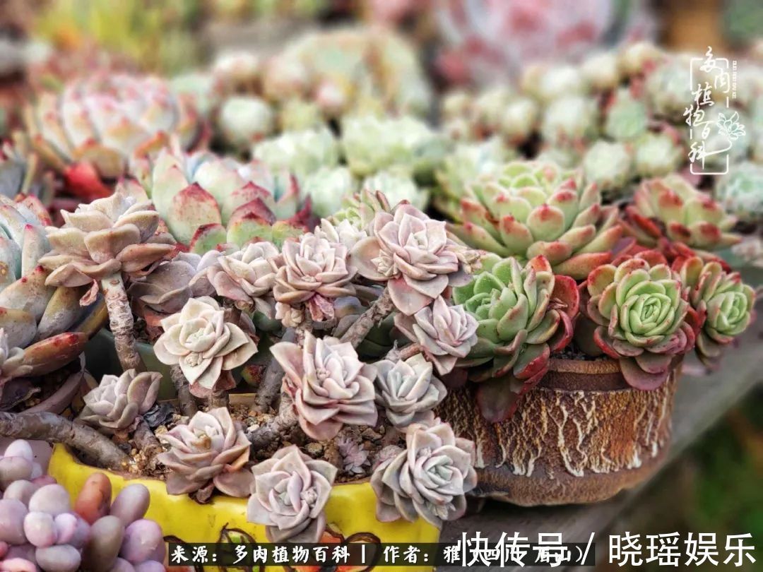 万圣节|养多肉六年,从痴迷到佛系,世事漫随流水,唯有喜爱永恒!