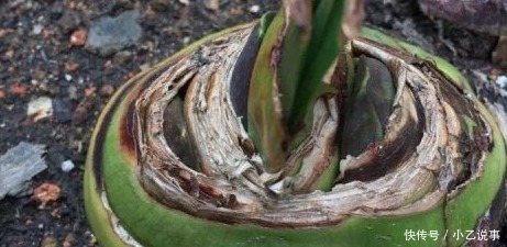 10种花,别着急往屋里搬,放外面冻20天,明年开花才旺