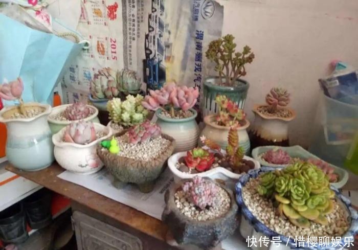 家里有此7种花,少浇水不能晒,天热要休眠早看早知道