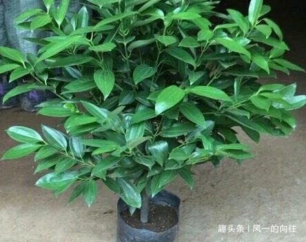 最不喜欢喝水的三种绿植，越不浇水越能轻松长不停，好看又耐活