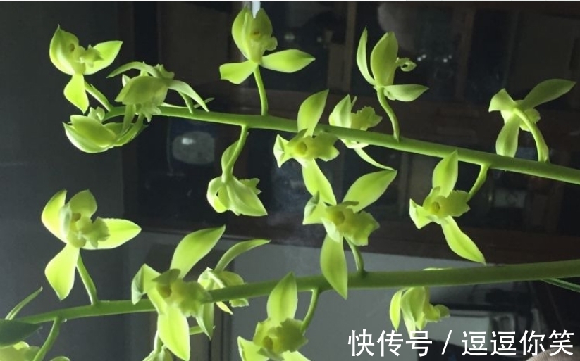 兰花|价值700万元的素荷，堪称花中极品，为何如此珍贵？一起来看看