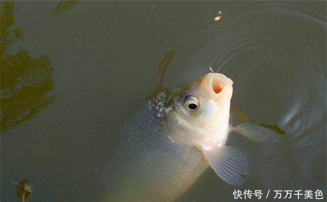 冬季钓鱼,别说气温骤降鱼难钓,这些技巧记住了,天冷未必鱼难钓