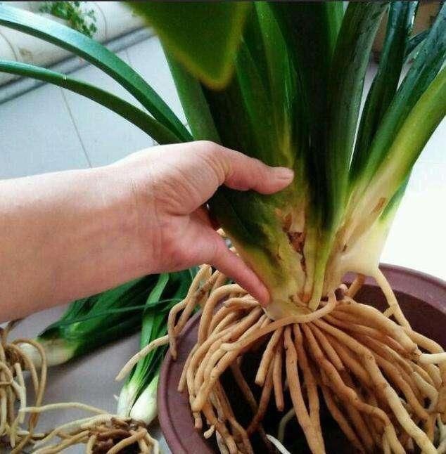 根茎|君子兰怎么换盆做好这几点,你就明白了,服盆效果好能开花