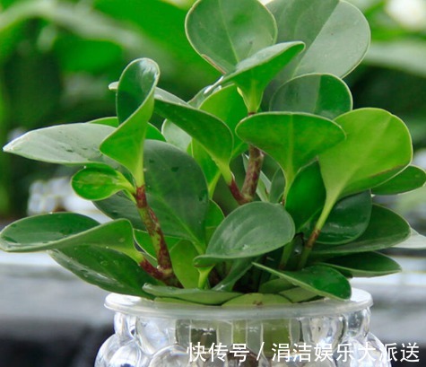 发财树|推荐5种夏天常见的花草，越晒长得越好，开花多又香