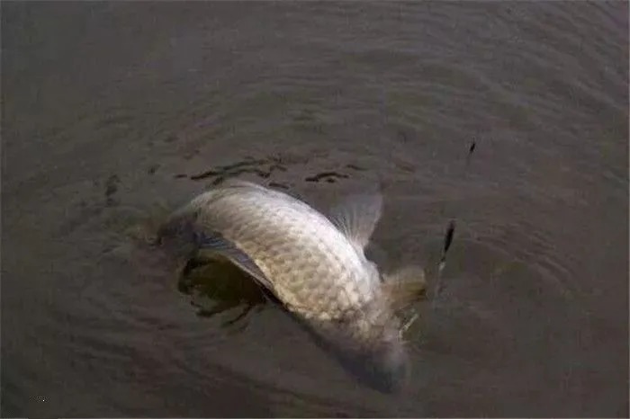 掌握这几个方法，野钓大鲫鱼很简单！