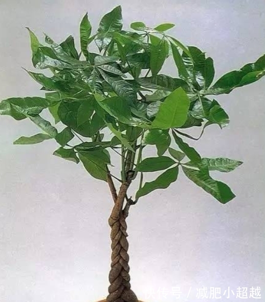 寓意好的发财树,这么养护,叶片不发黄!