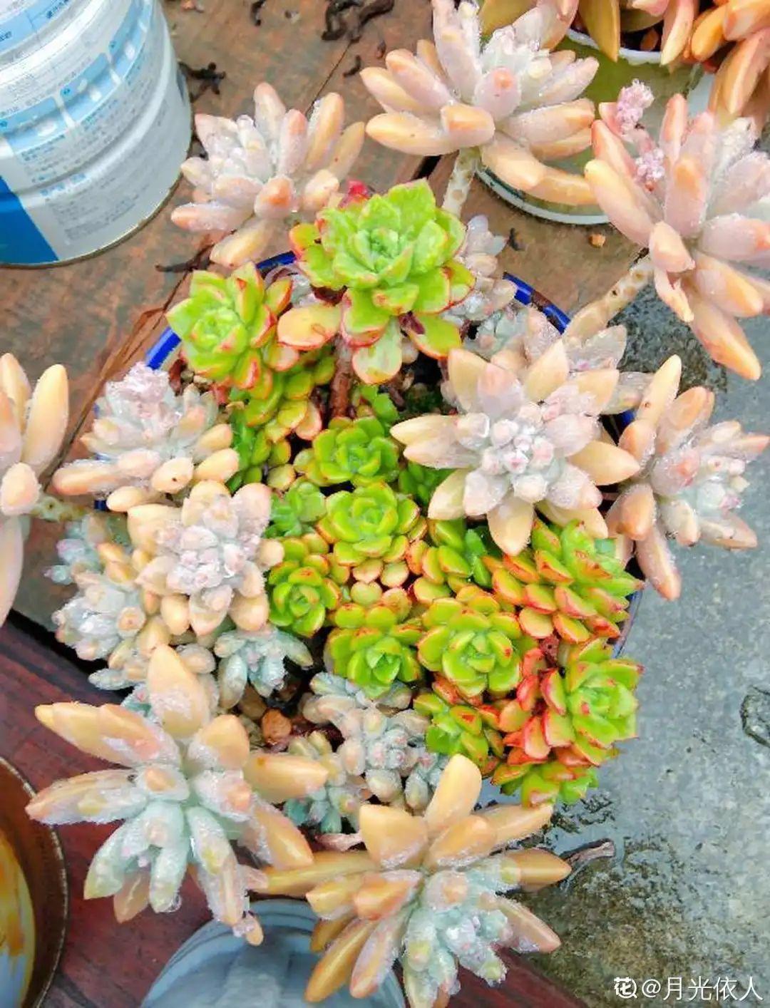 1个塑料瓶,居然有8种养花方法,省钱又好用!