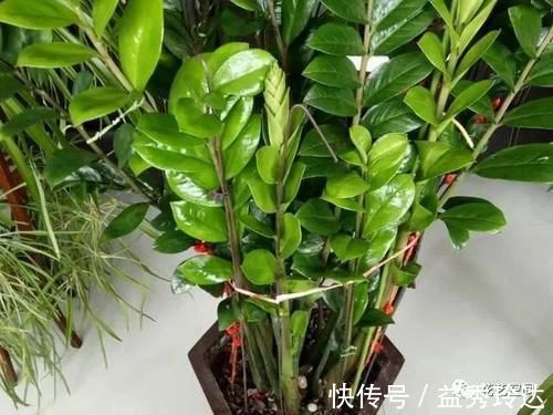 花盆|盆栽金钱树,记住“5句话”,叶子个个闪亮,萌芽更快!