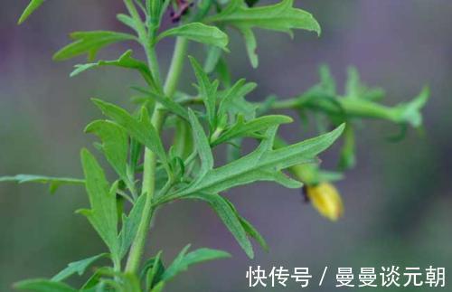 农民|农村随处可见的野草,农民当害草,用它泡水喝,治疗咳嗽有奇效