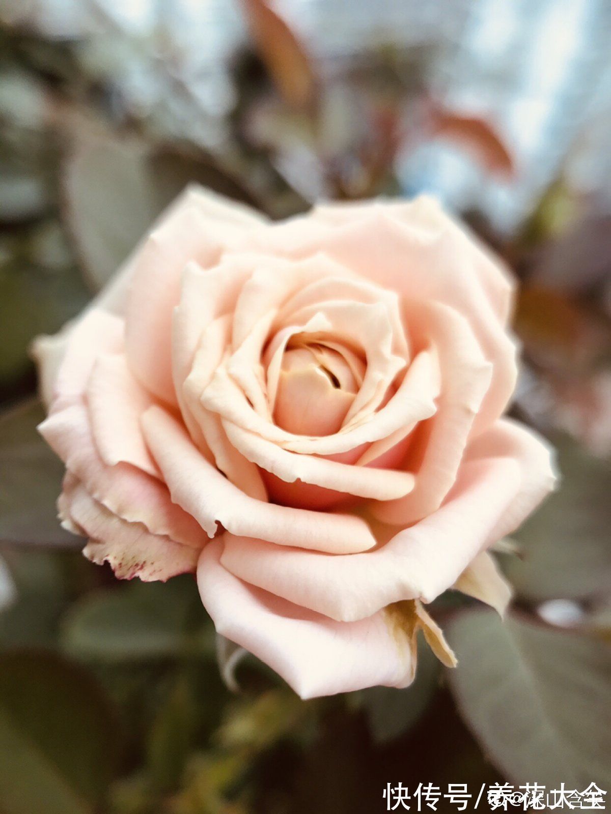 金丝雀|10种常见月季花图鉴，不要再问别人了，自己收藏慢慢看