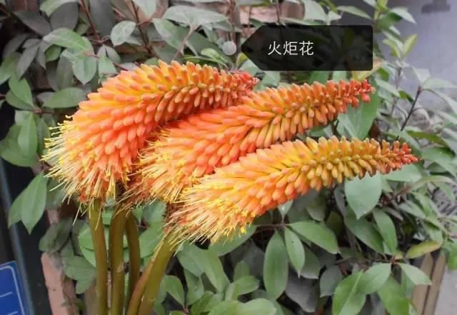 150种常见植物及花卉，你认识几个？