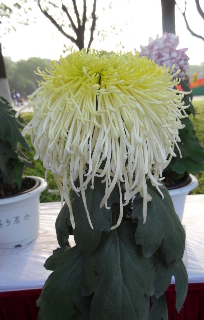 小女子|喜欢菊花,不如养盆“玫瑰精品”全美魔术,似羞涩少女,情窦初开