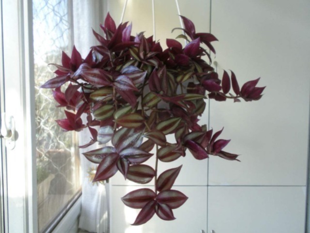 绿植|家中常见绿植是“药材”,清热解毒效果极好,可惜人们不懂